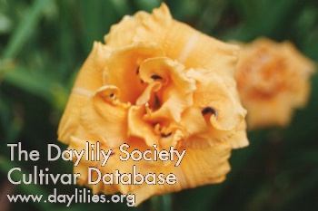Daylily Country Pride